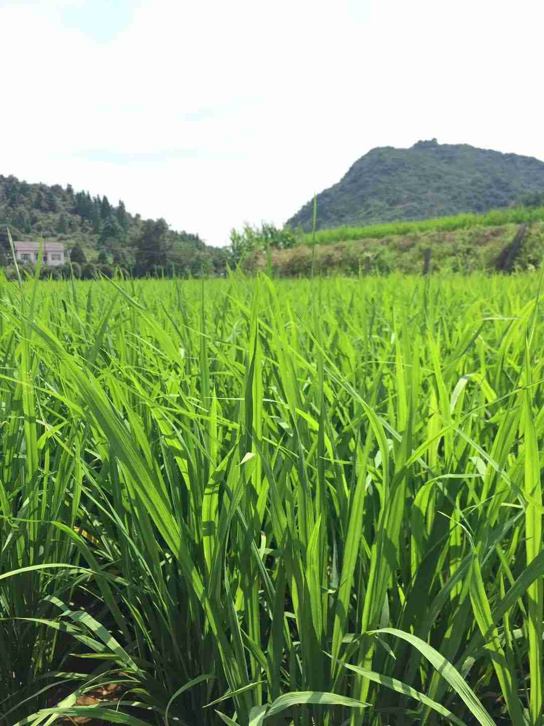 漣源市大龍農業開發有限公司,長(cháng)沙袁酒原材料基地管理(lǐ),白酒銷售,酒類銷售哪裏好